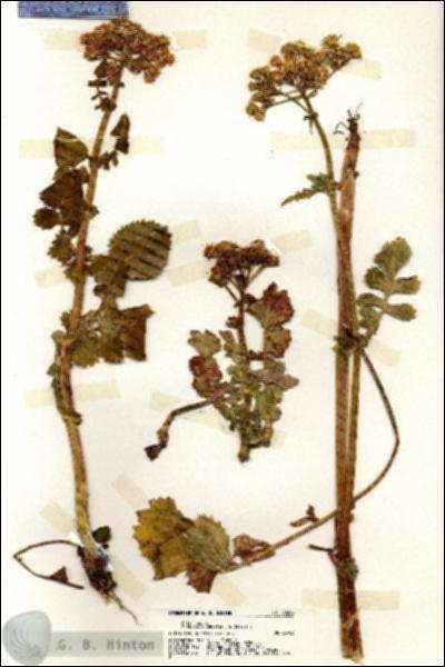 URN_catalog_HBHinton_herbarium_20206.jpg.jpg