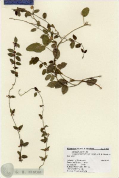 URN_catalog_HBHinton_herbarium_17935.jpg.jpg