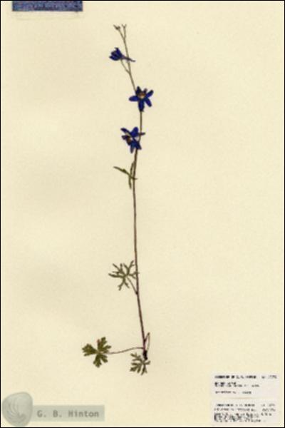 URN_catalog_HBHinton_herbarium_22774.jpg.jpg