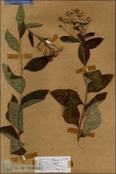 URN_catalog_HBHinton_herbarium_19062.jpg.jpg