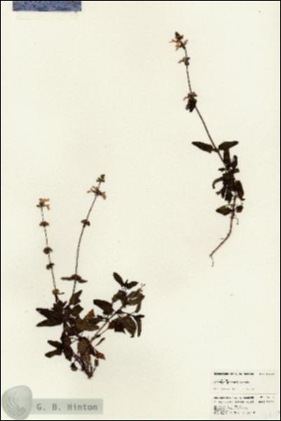 URN_catalog_HBHinton_herbarium_24639.jpg.jpg