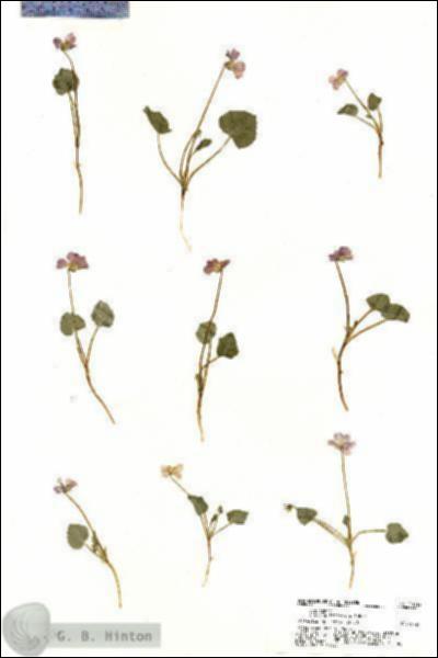 URN_catalog_HBHinton_herbarium_20312.jpg.jpg