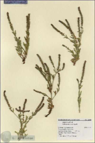 URN_catalog_HBHinton_herbarium_18506.jpg.jpg