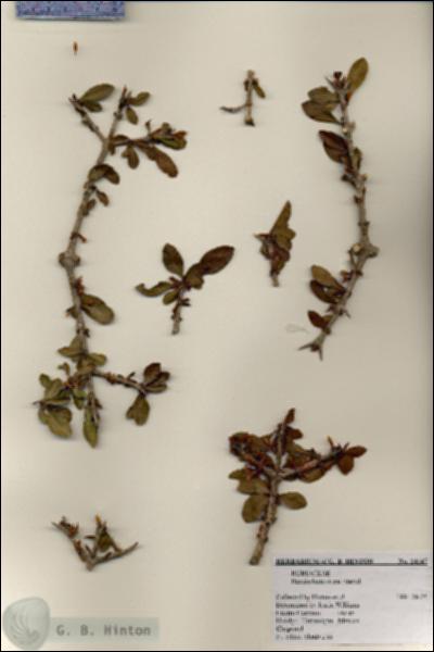 URN_catalog_HBHinton_herbarium_24147.jpg.jpg