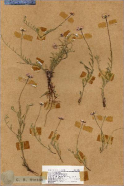 URN_catalog_HBHinton_herbarium_18516.jpg.jpg