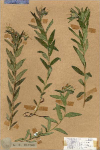 URN_catalog_HBHinton_herbarium_17378.jpg.jpg