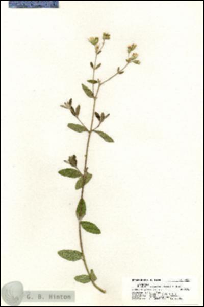 URN_catalog_HBHinton_herbarium_20366.jpg.jpg