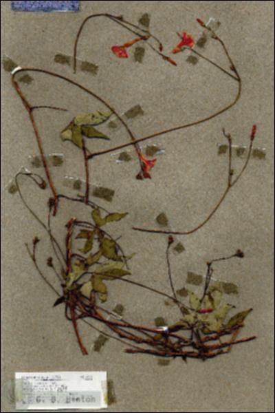 URN_catalog_HBHinton_herbarium_17674.jpg.jpg