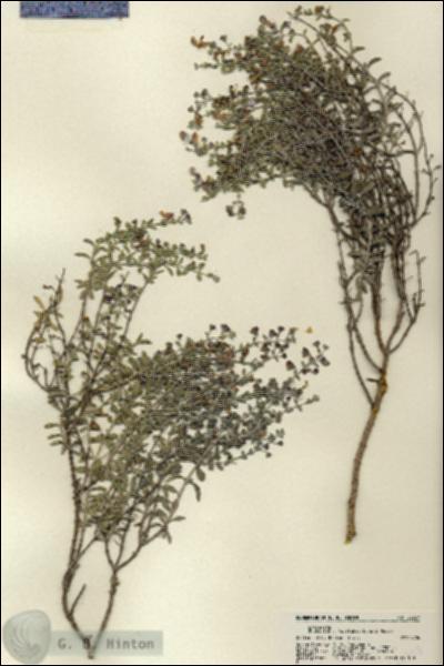 URN_catalog_HBHinton_herbarium_22357.jpg.jpg