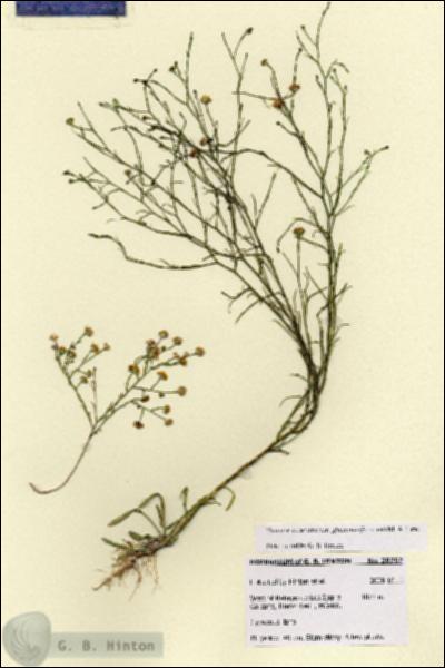 URN_catalog_HBHinton_herbarium_28762.jpg.jpg