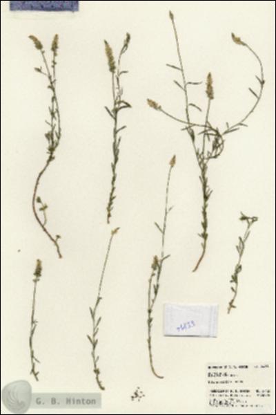URN_catalog_HBHinton_herbarium_24433.jpg.jpg
