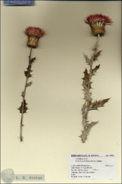 URN_catalog_HBHinton_herbarium_18561.jpg.jpg