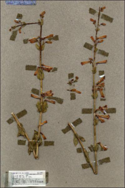 URN_catalog_HBHinton_herbarium_18496.jpg.jpg