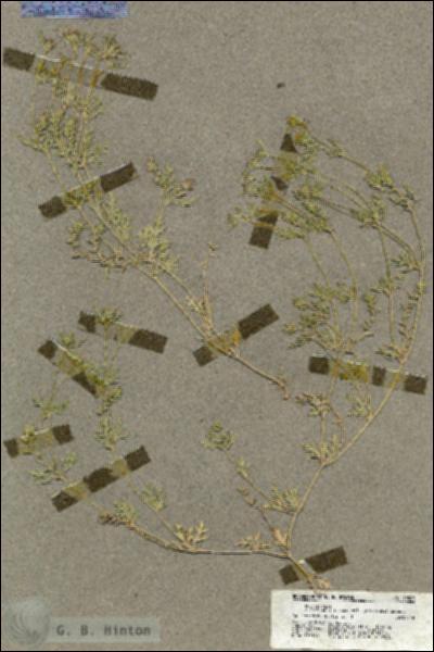 URN_catalog_HBHinton_herbarium_19503.jpg.jpg