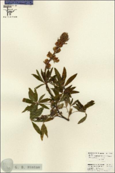 URN_catalog_HBHinton_herbarium_26105.jpg.jpg