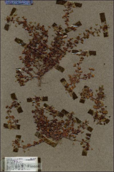URN_catalog_HBHinton_herbarium_18927.jpg.jpg