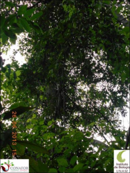 77178_S3_ARC_20130626_005_002.jpg.jpg