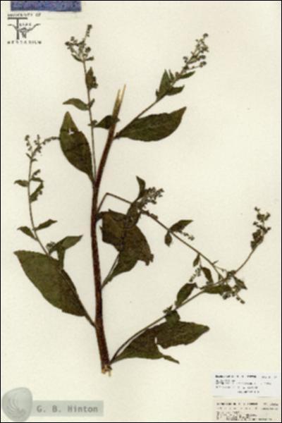 URN_catalog_HBHinton_herbarium_26652.jpg.jpg