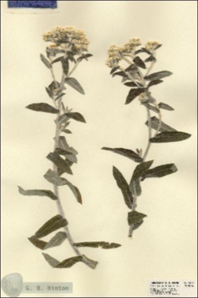 URN_catalog_HBHinton_herbarium_23325.jpg.jpg