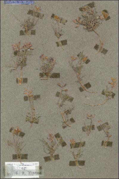 URN_catalog_HBHinton_herbarium_18182.jpg.jpg