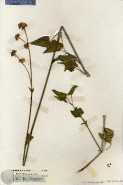 URN_catalog_HBHinton_herbarium_19780.jpg.jpg