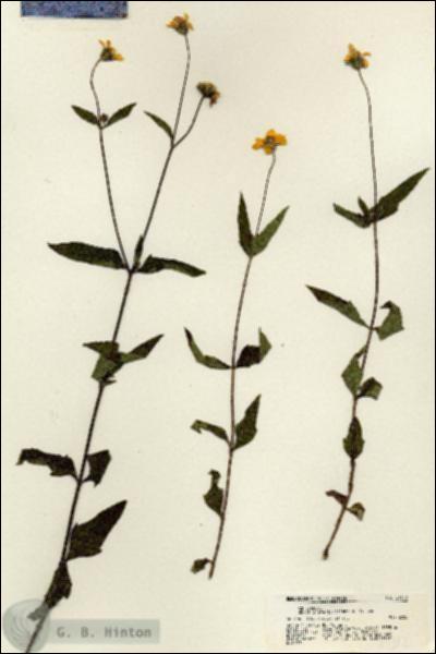 URN_catalog_HBHinton_herbarium_21312.jpg.jpg