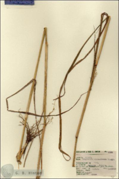 URN_catalog_HBHinton_herbarium_5153-1.jpg.jpg