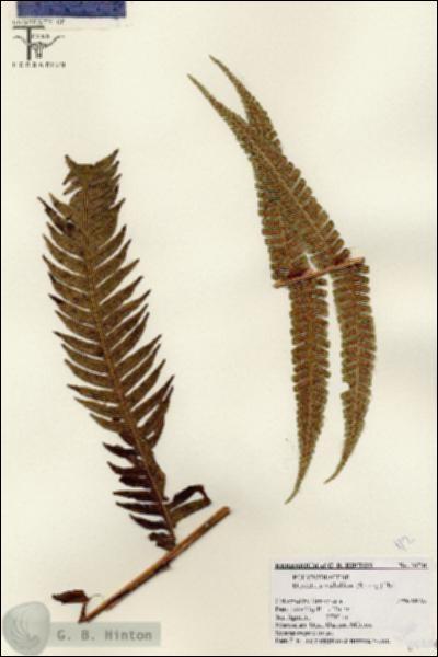 URN_catalog_HBHinton_herbarium_26746.jpg.jpg