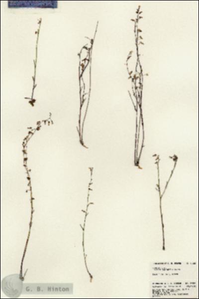URN_catalog_HBHinton_herbarium_23333.jpg.jpg