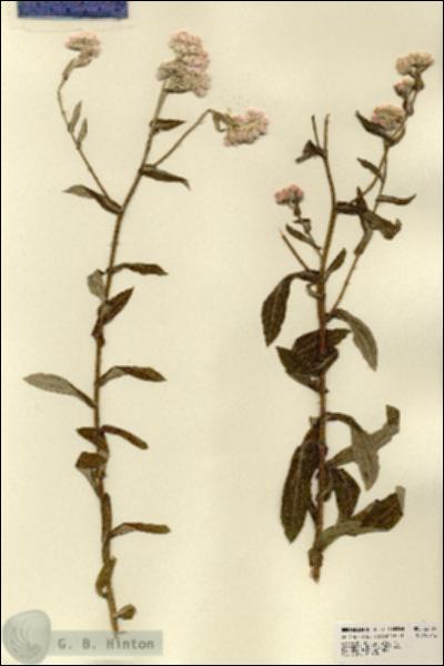 URN_catalog_HBHinton_herbarium_22489.jpg.jpg