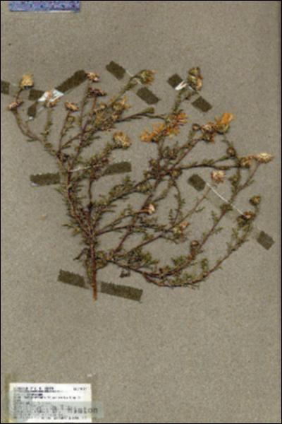 URN_catalog_HBHinton_herbarium_19511.jpg.jpg
