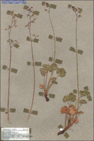 URN_catalog_HBHinton_herbarium_17146.jpg.jpg