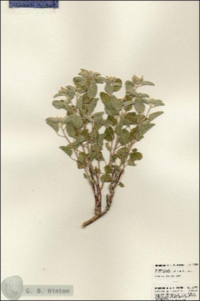 URN_catalog_HBHinton_herbarium_24739.jpg.jpg