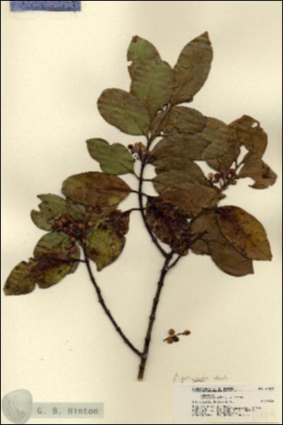 URN_catalog_HBHinton_herbarium_21559.jpg.jpg