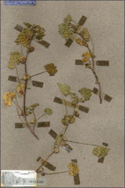URN_catalog_HBHinton_herbarium_19543.jpg.jpg