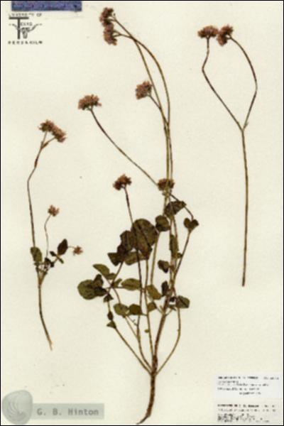 URN_catalog_HBHinton_herbarium_26765.jpg.jpg