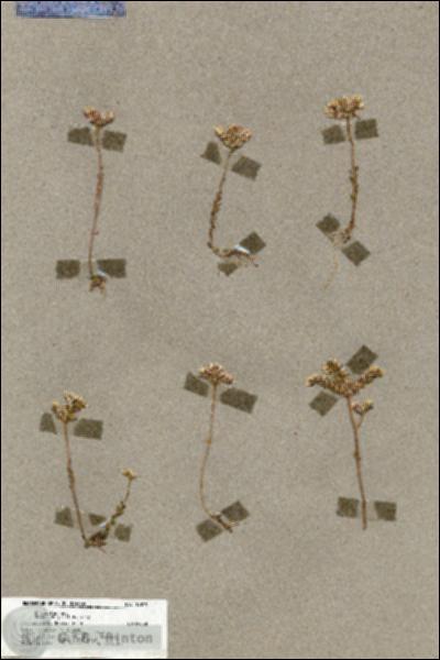 URN_catalog_HBHinton_herbarium_19819.jpg.jpg