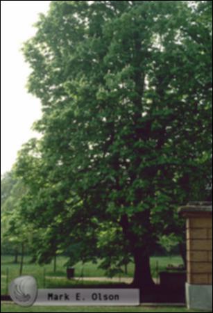 4131.jpg.jpg