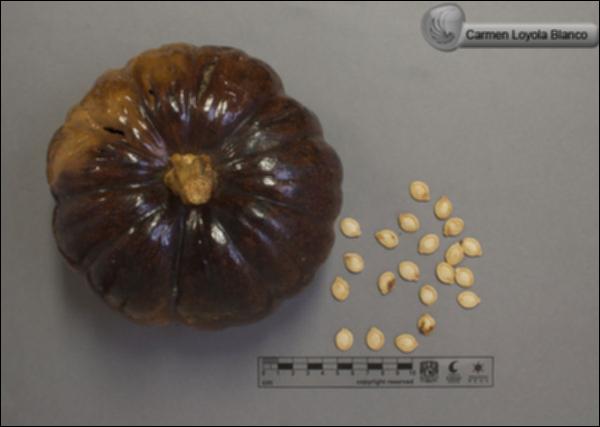 Cucurbita-pepo-subsp-pepo-FS8579.jpg.jpg