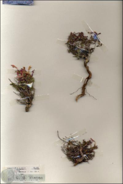 URN_catalog_HBHinton_herbarium_19292.jpg.jpg