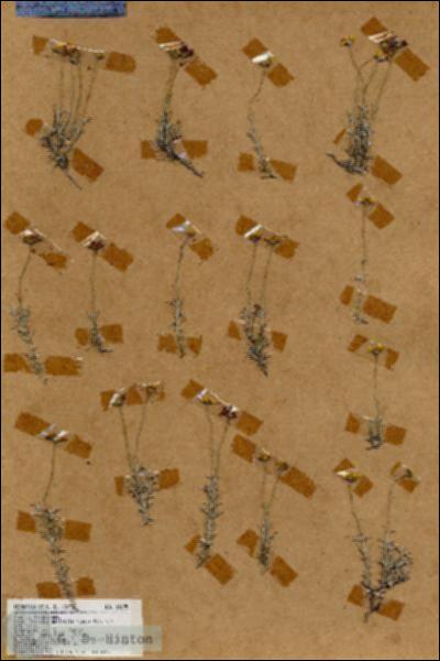 URN_catalog_HBHinton_herbarium_18175.jpg.jpg