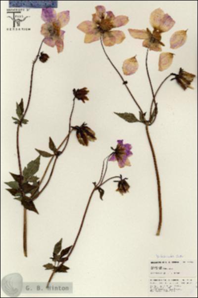 URN_catalog_HBHinton_herbarium_25605.jpg.jpg