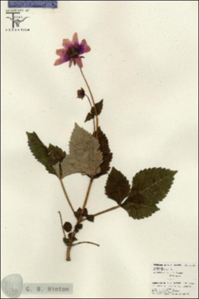 URN_catalog_HBHinton_herbarium_26020.jpg.jpg