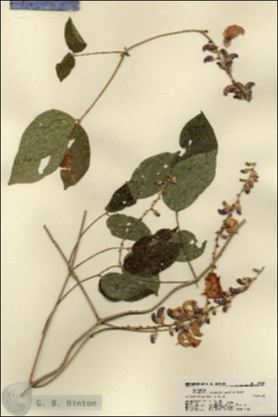 URN_catalog_HBHinton_herbarium_17637.jpg.jpg