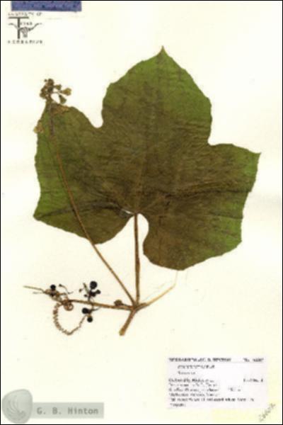 URN_catalog_HBHinton_herbarium_26607.jpg.jpg