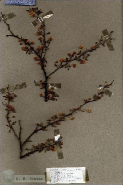 URN_catalog_HBHinton_herbarium_18960.jpg.jpg