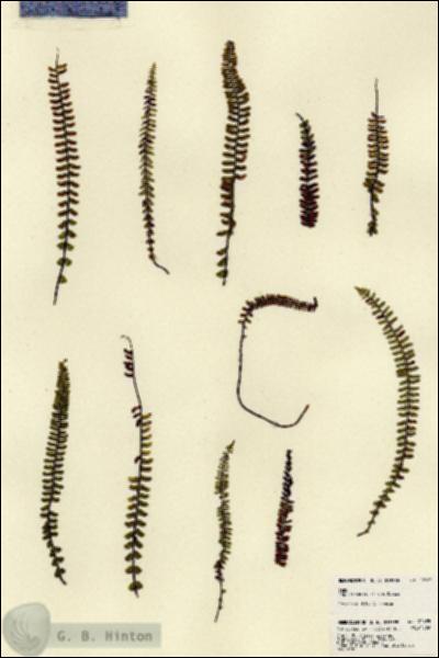 URN_catalog_HBHinton_herbarium_22685.jpg.jpg