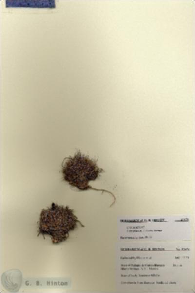 URN_catalog_HBHinton_herbarium_27676.jpg.jpg
