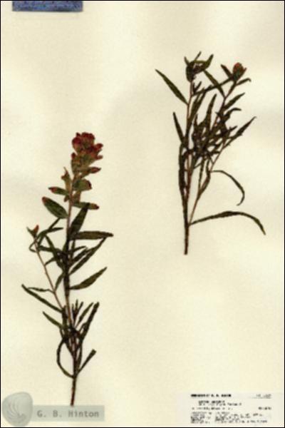 URN_catalog_HBHinton_herbarium_22339.jpg.jpg