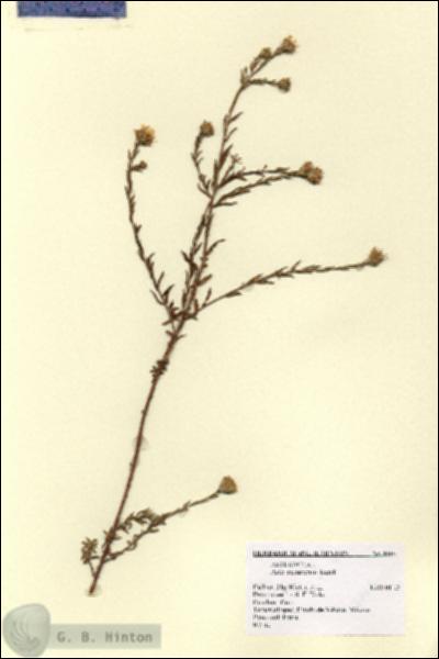 URN_catalog_HBHinton_herbarium_8804.jpg.jpg